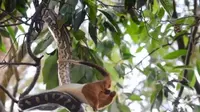 Seorang pria bernama Greg Hosking merekam video seekor ular piton menelan possum di ranting pohon belakang rumah (AustralianPlus/Greg Hosking)