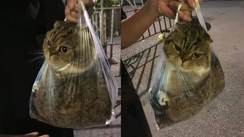 10 Potret Lucu Kucing di Dalam Tas Kresek, Ekspresinya Bikin Kasihan
