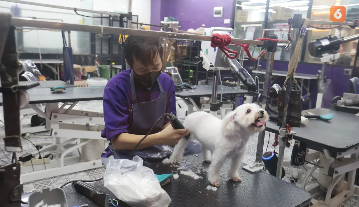 Sejumlah layanan perawatan hewan menjadi peluang bisnis yang dapat menambah pemasukan pet shop. Selain menjual makanan dan perlengkapan, layanan seperti memandikan hewan, mencukur bulu, grooming, penitipan hingga pemeriksaan kesehatan dapat menjadi pilihan bagi pemilik hewan peliharaan. Kenyamanan tempat, kebersihan serta tenaga profesional juga menjadi faktor penting dalam memberikan layanan sekaligus menjaga kepercayaan pelanggan. (KLY/Budy Santoso)