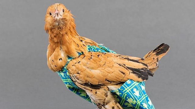 Paling Populer 29 Gambar  Gambar  Lucu Tentang Ayam  Richa 
