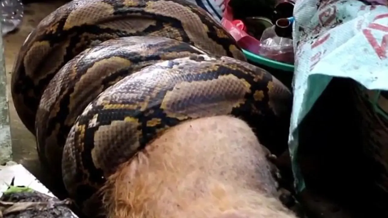 Warga Histeris, Piton 6 Meter Mangsa Anjing Peliharaan