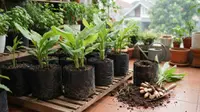 Cara Menanam Kunyit Putih di Polybag untuk Kebun Mini di Rumah