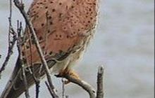 Fakta Unik tentang Kestrel, Predator Kecil dengan Warna Cantik