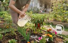 Cara Memanfaatkan Air Cucian Sayur untuk Kebun, 3 Langkah Hemat dan Menyuburkan