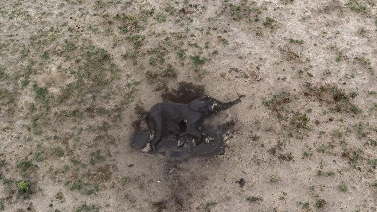 Ratusan gajah ditemukan mati membusuk di Taman Nasional Hwange yang terkenal di Zimbabwe, ketika negara itu menghadapi kekeringan ekstrem. Fenomena El Nino dan perubahan iklim telah membuat sumber-sumber air di taman nasional tersebut kering kerontang.