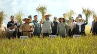 Mira-1, Varietas Unggul Hasil Riset Nuklir