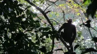 Drone untuk Menyelamatkan Populasi Simpanse