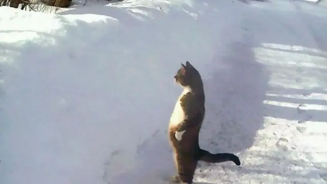 10 Potret Lucu Kucing Berdiri dengan Dua Kaki Ini Gemas Banget