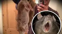  Tikus Jumbo Sepanjang 2 Kaki `Serang` Inggris