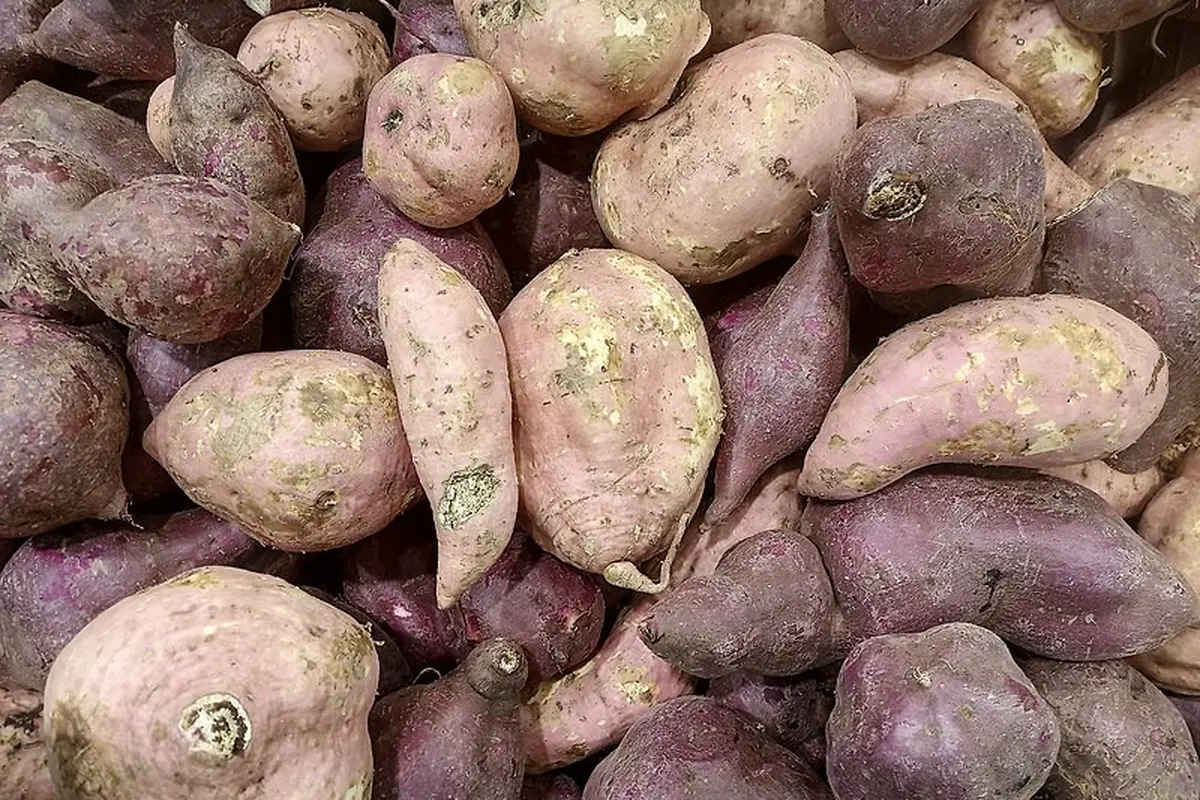 Sayuran dengan Kandungan Protein Tertinggi yang Bisa Ditanam Sendiri