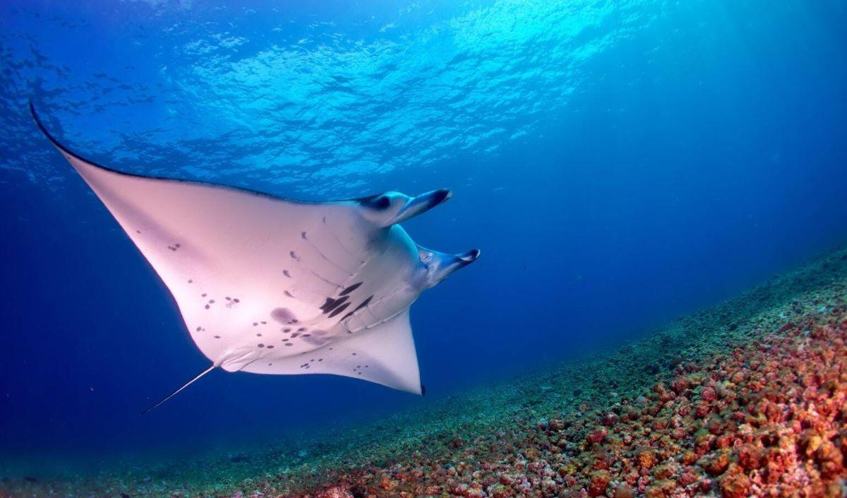 4. Manta Point Komodo<br>