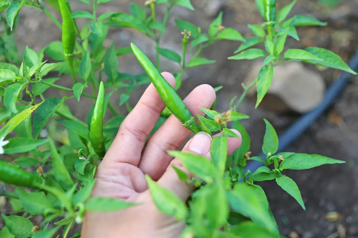 Cabai rawit (iStockphoto)