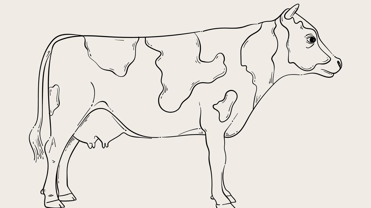 Cow Drawing