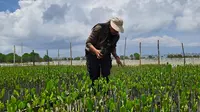 Merawat Mangrove, Menjaga Kehidupan