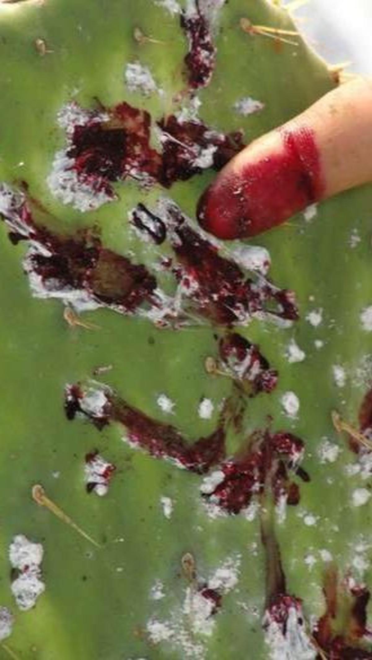 Bangsa Aztec adalah pionir yang pertama kali menggunakan Carmine sebagai pewarna merah, dan sekarang, bahan ini menemukan tempatnya dalam berbagai produk, mulai dari kosmetik hingga makanan.
