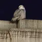 Seekor burung hantu salju yang langka mencari mangsanya di atas Union Station di Washington, Selasa (11/1/2022). Burung hantu salju tersebut memikat para pengamat burung yang ingin melihat sekilas hewan itu. (AP Photo/Carolyn Kaster)