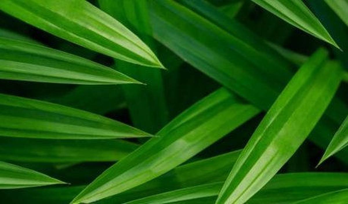 Rebusan Daun Pandan