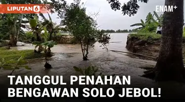 Tanggul Bengawan Solo Jebol, Ratusan Hektar Lahan Sawah di Lamongan Terendam