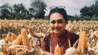 Bella Saphira potret di tengah kebun jagung yang siap panen di Sleman, Yogyakarta (Dok.Instagram/@bellasaphira/https://www.instagram.com/p/B49QKtrnFyB/Komarudin)