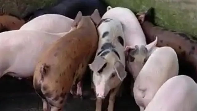 Babi