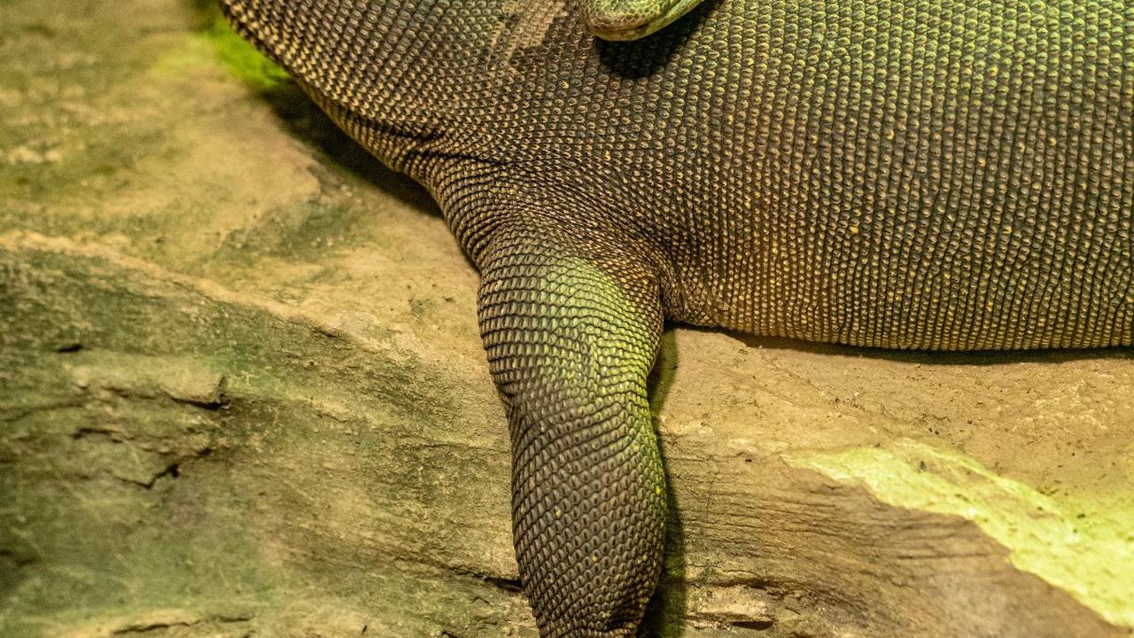 8 Hewan Ini Ternyata Berkembang Biak Tanpa Perlu Pejantan, Ilmuwan juga Baru Tahu