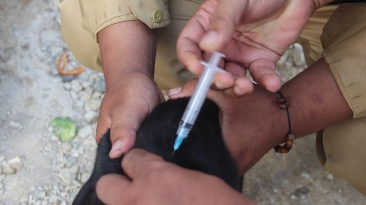Banten Pertahankan Status Bebas Rabies Selama 14 Tahun dengan Pengawasan Ketat