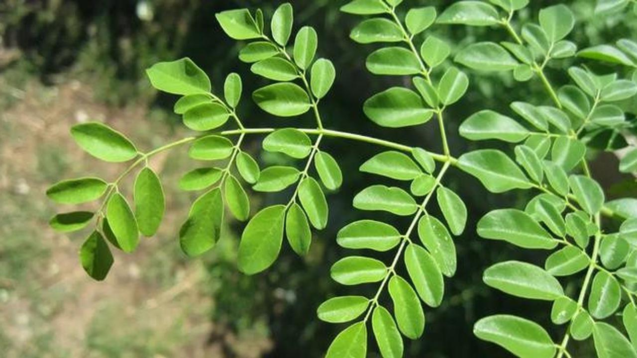 Daun Kelor (Sumber: paulsober.wordpress.com)