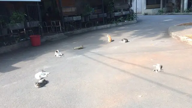 6 Potret Kucing Berjemur Ini Curi Perhatian, Pencari Vitamin D