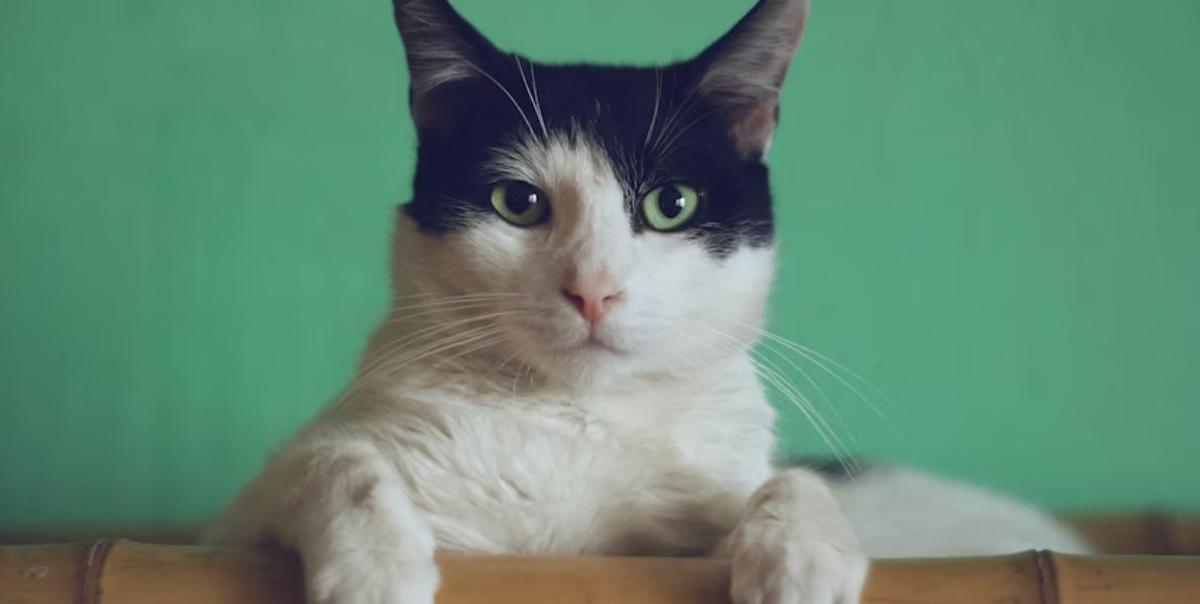 Ilustrasi Kucing