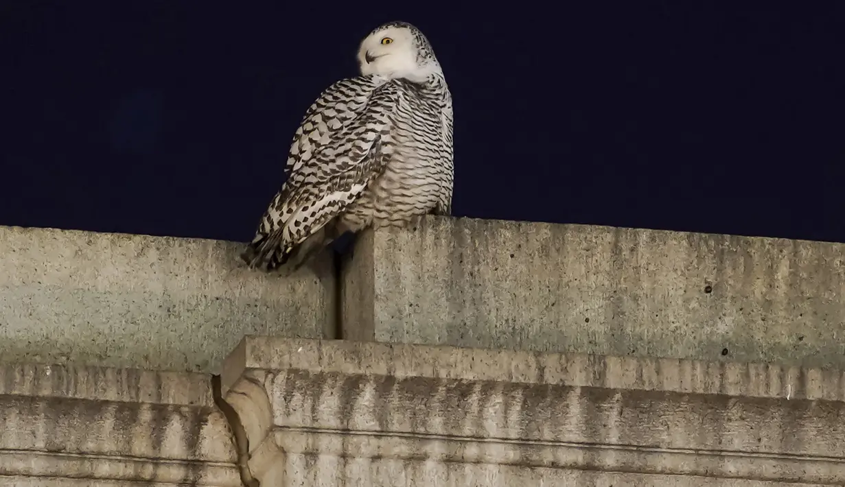 Seekor burung hantu salju yang langka mencari mangsanya di atas Union Station di Washington, Selasa (11/1/2022). Burung hantu salju tersebut memikat para pengamat burung yang ingin melihat sekilas hewan itu. (AP Photo/Carolyn Kaster)
