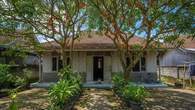 Pohon Menteng yang dibudidayakan di depan rumah