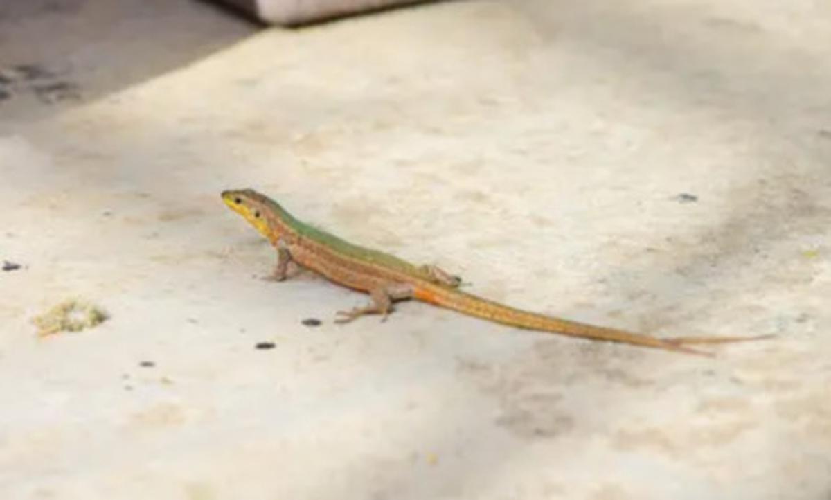 Cara Mengusir Cicak