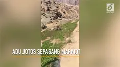 Sepasang Marmot yang tengah berkelahi menjadi perhatian pengunjunf Tman Nasional Jasper, Alberta, Kanada