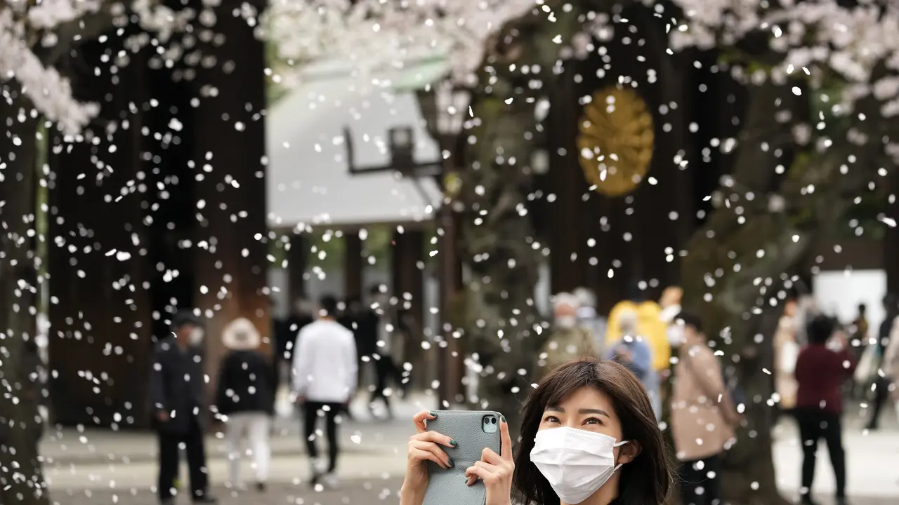 Kuil Shinto di Tokyo yang Penuh Bunga Sakura Bermekaran