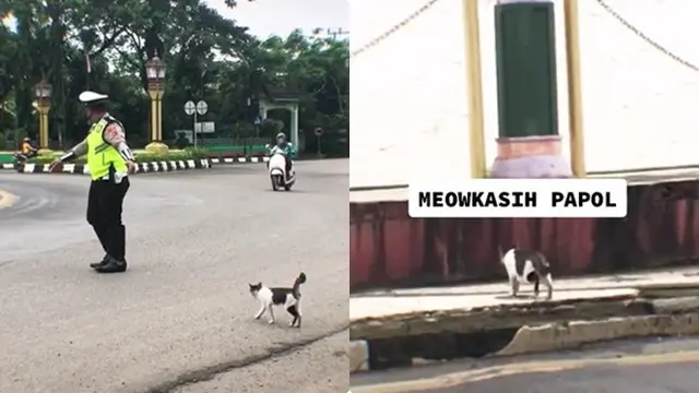 Polisi Bantu Kucing Menyebrang di Jalan Raya, Aksinya Banjir Pujian