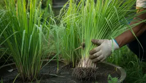 Cara Merawat Tanaman Sereh agar Tumbuh Subur, Rimbun, dan Wangi