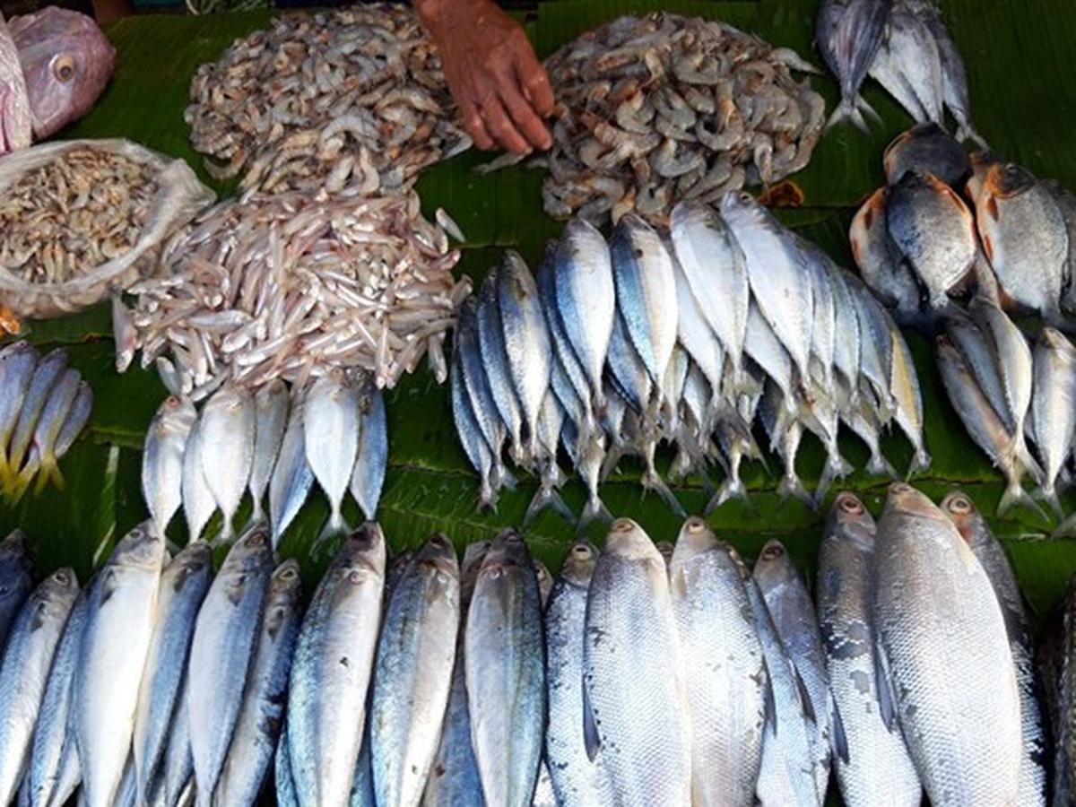 Ikan Telan Kapal Laut