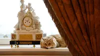 Para Kucing Ini Jadi Bintang Berkat Tinggal di Tempat Mewah dan Penting, dari Hotel Bintang 5 sampai Gedung Putih