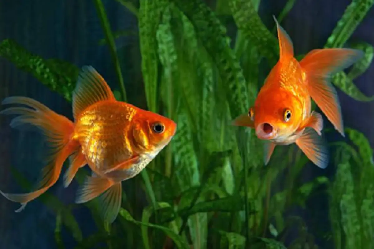 Iustrasi ikan mas koki (iStock)