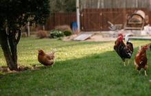 Cara Sederhana Mengusir Ayam yang Suka Masuk Rumah dan Buang Kotoran Sembarangan