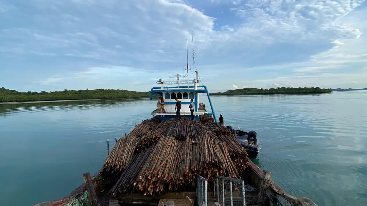 Ditpolairud Polda Kepri gagalkan penyelundupan 12 ribu batang bakau ke Singapura. (Liputan6.com/Ajang Nurdin)
