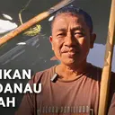 Fenomena Ikan 'Mabuk' di Danau Ranu Klakah