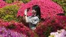 Pada bulan April, saat musim semi mencapai puncaknya, bunga azalea berwarna merah muda dan putih memenuhi kompleks kuil.  (AP Photo/Eugene Hoshiko)
