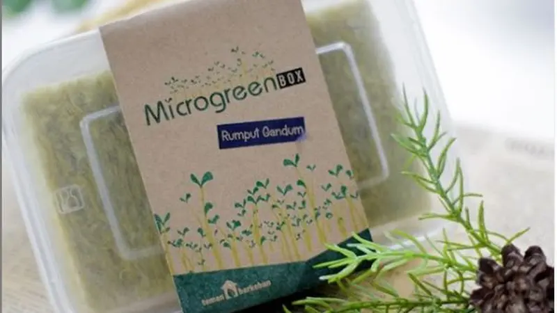 Berkebun Microgreen, Tanaman Mini Kaya Gizi