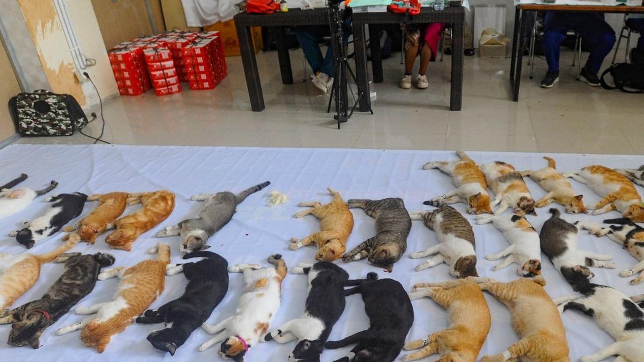Kegiatan ini bertujuan untuk mengendalikan populasi kucing liar di sekitar area tersebut. Foto: merdeka.com / Arie Basuki