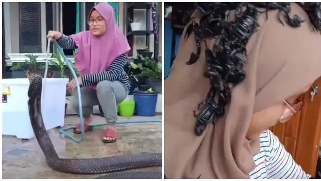 Viral Gadis Pelihara Puluhan Ular Sekaligus, Bikin Warganet Bergidik