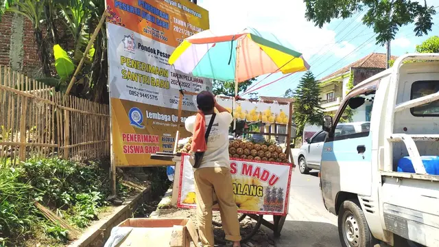 Berkah Tersembunyi di Balik Ekspansi Penjual Nanas Madu Pemalang Seharga Goceng
