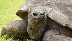 Potret kura-kura Jonathan pada Februari 2019. (dok. Guinness World Records)