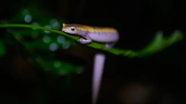 Melihat Salamander Mombacho yang Nyaris Punah di Nikaragua