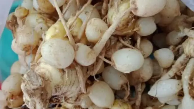 Kunci Pepet atau Temu Pepet salah satu bahan jamu galian penganti dari Madura